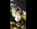 YMDD_514　イオン＿ザ・ビッグ：さば寿司３種食べ比べ