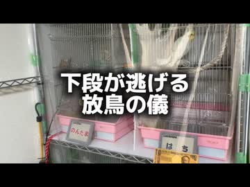 【脱獄失敗】オカメインコ達のハシゴ登り修行がシュールすぎるｗ
