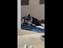 にこちゃん最近の流行り