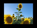 Vaundy「怪獣の花唄」cover