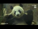 PandapiaLive_2026_06_18