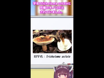 東北きりたんと手短に学ぶ毒キノコ解説：カキシメジ
