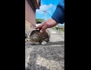 寝てたのに…人を見つけた瞬間モフられに来る猫が尊い