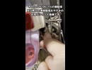 【お詫び】 今日の朝配信及び昨日の深夜配信おやすみのご連絡 #フクロモモンガ #shorts