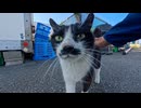 【漁港の猫】髭が立派なハチワレ猫ちゃん、自分から会いに来てくれた