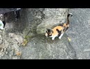 そばに来てくれた三毛猫さん