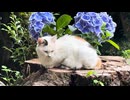 切り株の猫