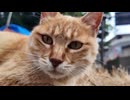 廃校の校庭でくつろぐ猫さん□