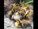 寝床になかなか集まらないヒナたち【カルガモ親子の観察記録】