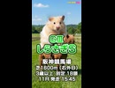 【馬番発表後まあまあ早い競馬予想】ＧⅢ #しらさぎS□AIみかん 予想担当きのこの推奨馬3頭で好配当的中目指します《#競馬楽部LOVE》通算Vol.437
