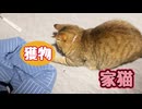 飛ぶのはやめて…【狩り】 【元野良猫】