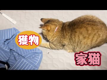 飛ぶのはやめて…【狩り】 【元野良猫】