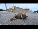 【猫島】道路のど真ん中でゴロン…自由すぎる猫が可愛すぎたｗ