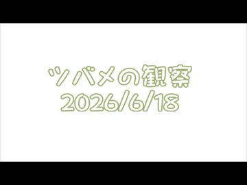 つばめの観察2026No024