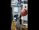丸ごと与えられたりんごに困惑するイッヌ