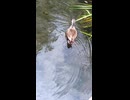 泳ぐカモのショート動画　2026 6 19