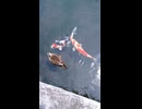 カモと鯉のショート動画　2026 6 19
