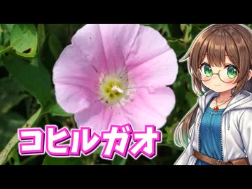 可愛いコヒルガオの花で鮮やかシロップ作り♪
