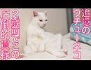 追憶のウチューネコ、2歳前の圧倒的貫禄