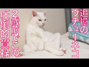 追憶のウチューネコ、2歳前の圧倒的貫禄