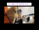 対決！オス三毛猫vsボス猫