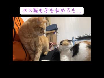対決！オス三毛猫vsボス猫
