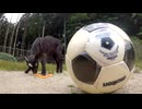 「鎌田選手の胃袋を支えた居酒屋」からエール　「サッカー日本代表ゆかりの神社」に全国が注目！　「引き分けを的中」黒ヤギの今回の予想は？　チュニジア戦を前に各地の盛り上がり