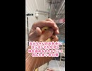 暖が取れたら即座に暴れるオカメインコのんたまｗｗ