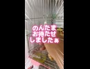 【理不尽】さんざん貢がせて（カキカキ）逆ギレするオカメインコのんたまｗｗ