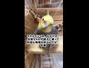 呼ばれて「ぜーはー」言いながら来る鳥（オカメインコなな爺）ｗｗ