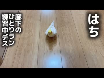 【密着】割と簡単に捕獲されてしまうお喋りオカメインコはち‼️24時