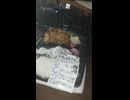 YMDD_548　JA全農Aコープ：鹿児島県産茶美豚の生姜焼弁当Ⅱ