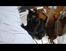 急に飽きたこま