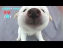 JWOW - Hana!
