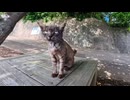 【癒し】港の木漏れ陽カフェで休憩したら猫が大集合！まさかの屋外猫カフェ状態ｗ
