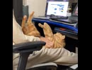 【猫動画】仕事中の飼い主の膝の上で逆立ちしてされ放題の猫