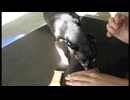 Miu Miu the Kit Kat Thief