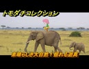 トモダチコレクション　素晴らしき大自然！揺れる遊具　島の住人観察日記（ポケモン編）　＃８４２　【トモコレわくわく生活】