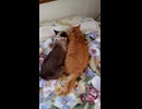 同衾される夢様と花様