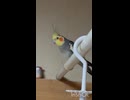 余裕宣言出る？