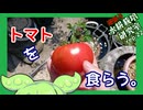 「トマトを食らう」逆張り水耕栽培研究室rep.22
