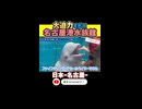 大満足！！イルカとシャチのショー