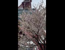 さっぽろテレビ塔下の桜が満開 - 2026年4月24日 (Short video)