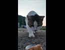 防波堤によく喋る猫ちゃんがいたのでちゅーるをやってきた