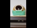ショートすぎるショート動画　穴の中にいる十姉妹2026 6 20