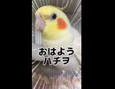二度寝を強制出勤させたら、なぜか振り出しに戻ったオカメインコがこちらww