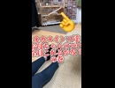 座って呼んだら全員来れるかな？→大行列で押し寄せてきたインコ達ww