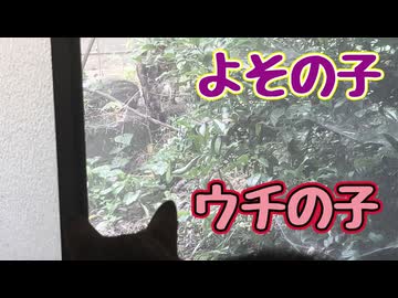 お待たせしました 音量注意！【よその子】 【元野良猫】