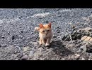 漁港の小さな桟橋で待っていたら茶トラ猫が会いに来てくれた【癒やし】
