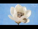 magnolia【vocal】